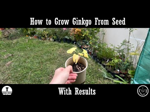 Видео: Как вырастить гинкго из семян с результатами