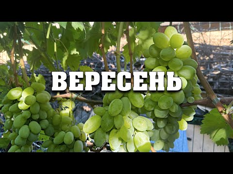 Видео: План робіт на винограднику у вересні