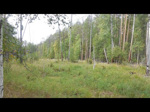 Видео: В поисках "Чёртова кладбища". Экспедиция ЧК-2019. Часть 1.