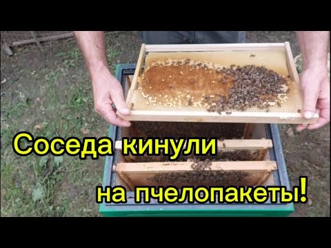Видео: Соседа кинули на пчелопакеты!