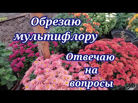 Видео: Хризантема мультифлора. Обрезка перед зимовкой. Отвечаю на ваши вопросы!