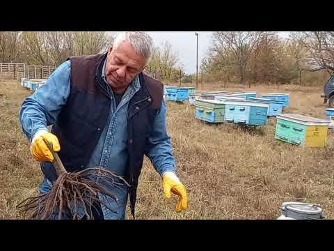 Видео: Осенняя высадка корней Павловнии Pao tong Z 07