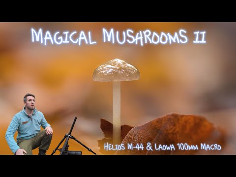 Видео: Макрофотография воздушных грибов в осеннем лесу | Nikon Z7 + Laowa 100mm и Helios крупным планом+
