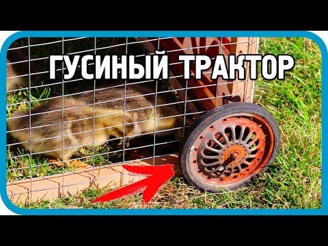 Видео: СПАСТИ ГУСЯТ ОТ НЕПРИЯТЕЛЯ! Делаем "Гусиный трактор"