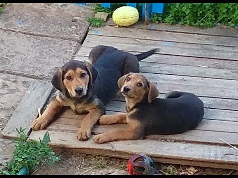 Видео: Русская гончая(щенки).