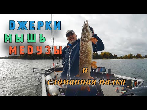 Видео: Джерки Мышь Медузы и сломанная палка