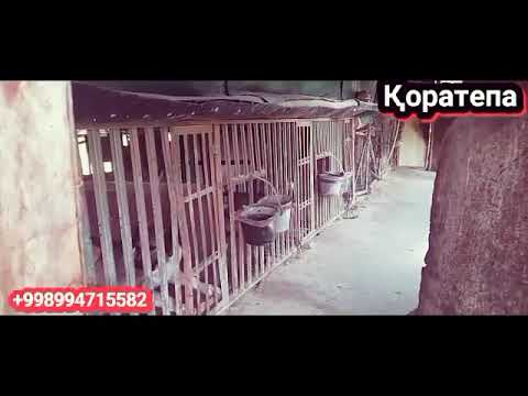 Видео: Зотдор Кучук Ишқибозлари Учун    Асака Қоратепада #Ит#Бозор