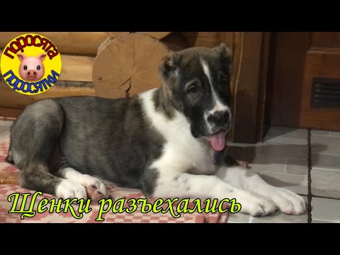 Видео: Как мы щенков продавали. Кто куда уехал. Кто остался . САО. Алабай.