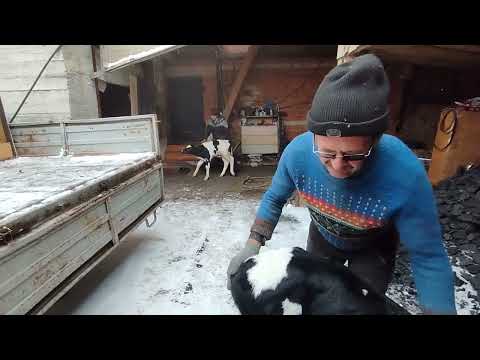 Видео: Привезли телят!