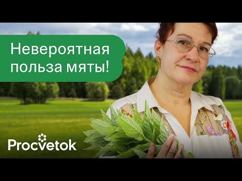 Видео: СРЕДСТВО №1 ДЛЯ ГИПЕРТОНИКОВ, СЕРДЕЧНИКОВ И ЖЕЛУДОЧНИКОВ! Вот как использовать мяту с пользой!