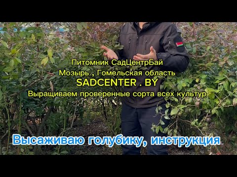 Видео: Инструкция по высадке голубики СадЦентрБай Мозырь