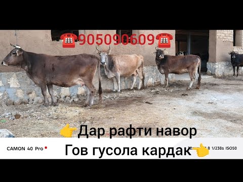 Видео: 4 Сар Гови Беҳтарин ба Фурӯш гузоштем✅️905.09.06.09✅️17 сентября 2025 г.