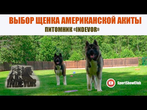 Видео: ВЫБОР ЩЕНКА АМЕРИКАНСКОЙ АКИТЫ / ПИТОМНИК "INDEVOR"