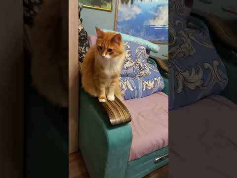 Видео: УЖЕ СУТКИ БЕЗ ЕДЫ.