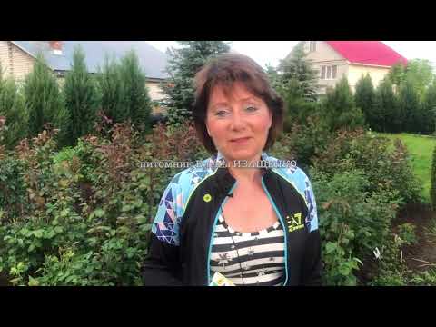 Видео: ОБРАБОТКА РОЗ от БОЛЕЗНЕЙ и ВРЕДИТЕЛЕЙ / УХОД за РОЗАМИ