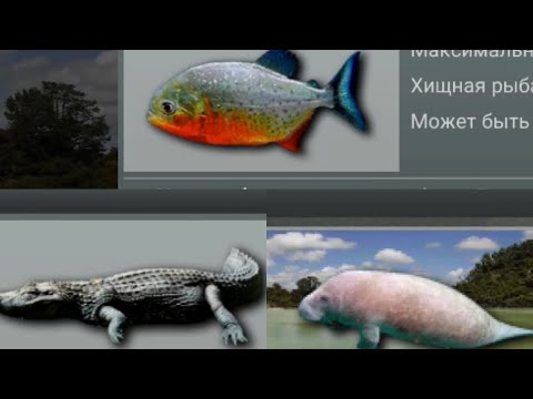 Видео: Как поймать пиранью, чёрного каймана, ламантина в игре || My Fishing World.