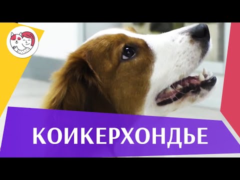 Видео: Коикерхондье на ilikepet. Особенности породы, уход