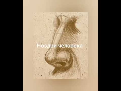 Видео: Построение лица человека . Ноздри человека