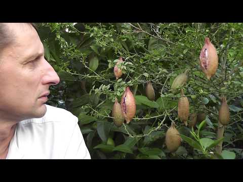 Видео: "Пальчиковый австралийский лайм"  Microcitrus australasica