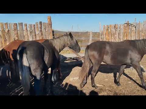 Видео: лошади