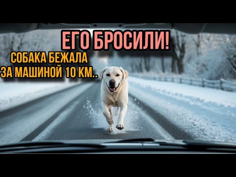 Видео: ЕГО БРОСИЛИ! Собака бежала за машиной 10 км...