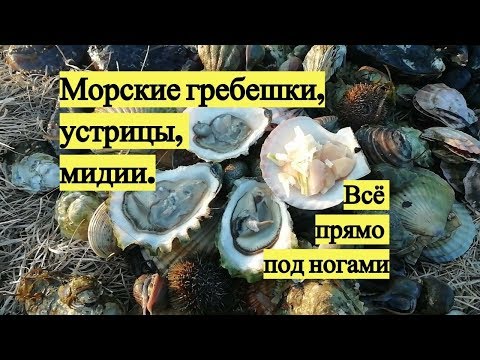 Видео: Морские гребешки, устрицы, мидии. Всё прямо под ногами / Scallops, oysters, mussels. Under your feet