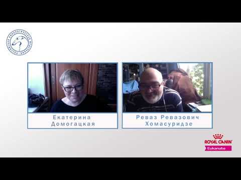 Видео: «Ответственное разведение: Беседа первая»  | «Ответственное собаководство онлайн»