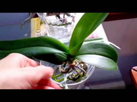 Видео: Советы для начинающих по методу выращивания орхидей в полностью водной среде.