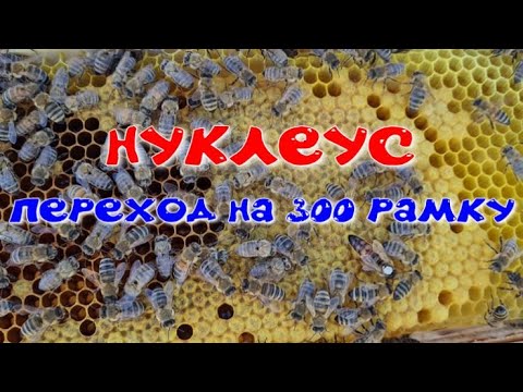 Видео: Как перевести нуклеус на 300 рамку и получить магазин меда. Развитие пчел в нуклеусе.