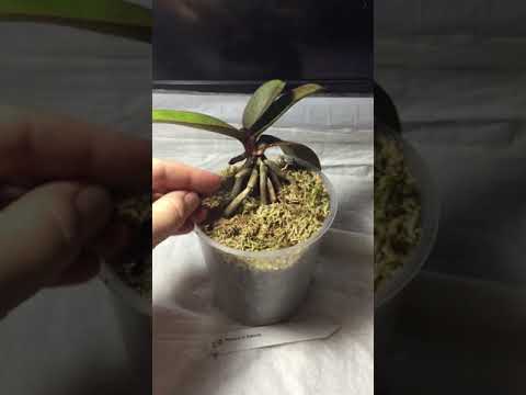 Видео: P.Liu’s Sakura / Фаленопсис Льюис Сакура / мой уход