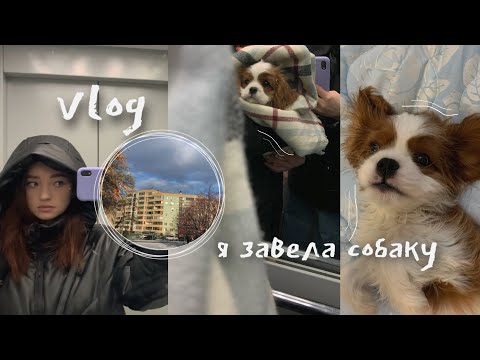 Видео: VLOG | Мой день | Я завела собаку | Учёба, универ