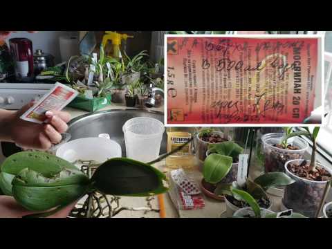 Видео: Преоценен фаленопсис - пресаждане и дезинфекциране