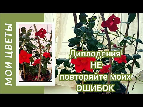 Видео: Дипладения -  НЕ повторяйте моих ОШИБОК! / Diplomas - DO NOT repeat my MISTAKES!