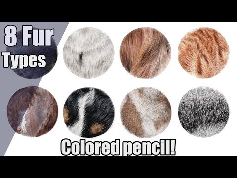 Видео: ИДЕАЛЬНЫЙ урок по рисованию меха цветными карандашами | Морской лев, лемур и другие