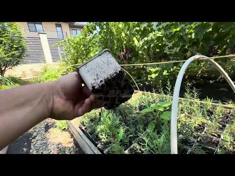 Видео: Выращивание кипариса из семян. Ответы для подписчиков