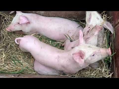 Видео: Які ціни на поросят в осені 2025. #поросята #тварини #село 