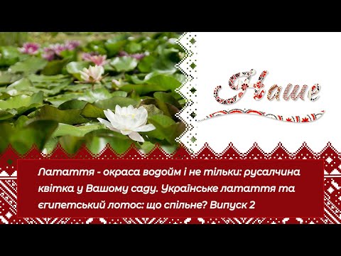 Видео: «Наше». Латаття - окраса водойм і не тільки: русалчина квітка у Вашому саду.  Випуск 2