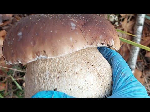 Видео: ЕКСКУРСІЯ до лісу за грибами .🍄‍🟫🍄‍🟫🍄‍🟫