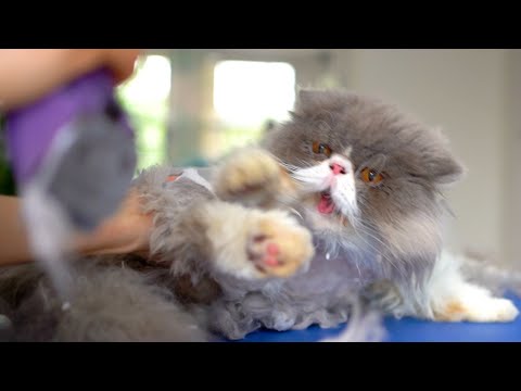 Видео: Стрижка злого персидского кота❤️🐱 Но такая милая!!!