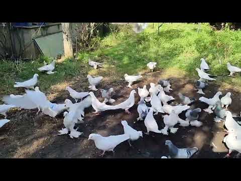 Видео: Бойние голуби. Утренняя кормежка. 21.10.25 Грузия Тбилиси 