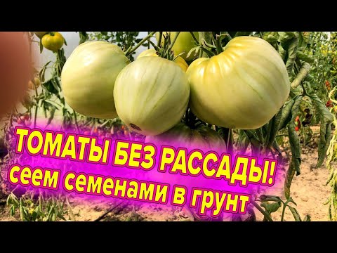 Видео: ТОМАТЫ БЕЗ РАССАДЫ! ТОП СОРТОВ ДЛЯ ПОСЕВА СРАЗУ В ГРУНТ