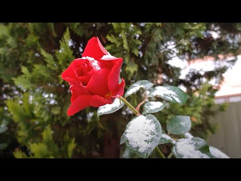 Видео: Два дня с самыми любимыми.