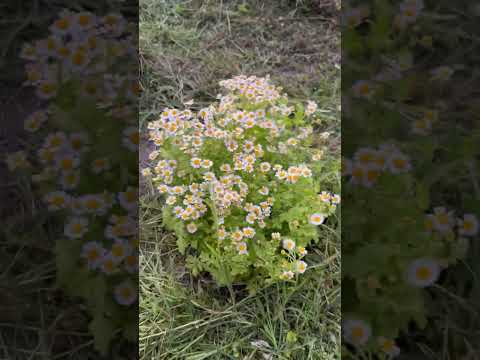 Видео: 20 июня 2025 г.