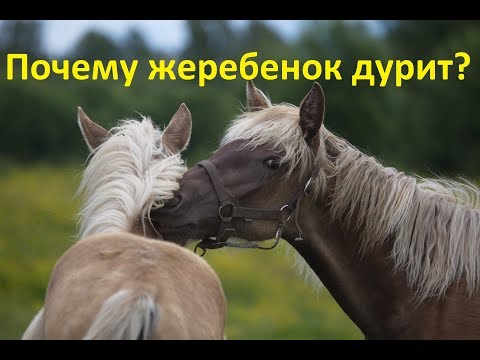 Видео: Жеребёнок "вдруг" начал вести себя "не так"...