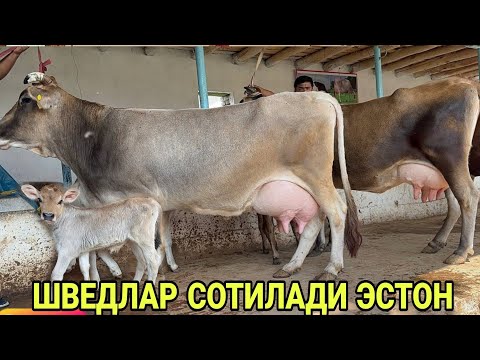 Видео: СИРОЖИДИНДАН ТОЗЗА ШВЕД ЭСТОН СУТЛАРИ КУП СИГИРЛАР СОТИЛАДИ SOTILADIGON SIGIRLAR 6 октября 2024 г