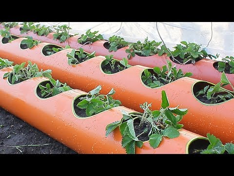 Видео: Клубника в трубе грядка для клубники из трубы посадка клубники в трубы ПВХ 200 мм