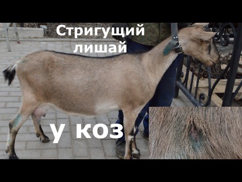 Видео: Стригущий лишай у коз (дерматомикоз)