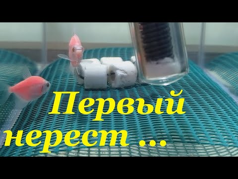 Видео: Как разводить тернеций Нерест молодых тернеций Икра Личинка тернеции глофиш