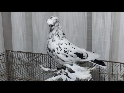 Видео: Узбекские голуби Pigeons الحمام Tauben  merpati کبوتر 鴿子 ハトkaʙūtar güvercinler porumbei 14/11/25