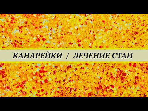 Видео: У канарейки текут слёзы, понос, тяжелое дыхание,  запор, клоака воспалена (клоацит). Лечение стаи.